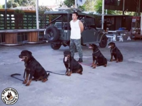 ศูนย์ฝึกสุนัข K-9 บริการด้วยใจและมืออาชีพ
